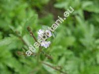 Verbena officinalis L.