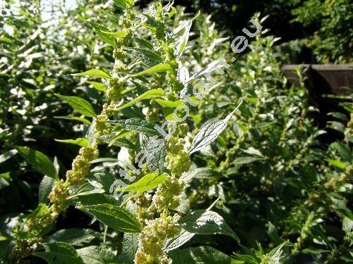 Parietaria officinalis L. (Parietaria erecta Mert. et Koch)