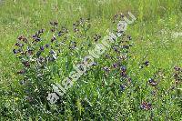 Anchusa officinalis L.