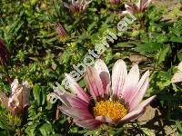 Gazania 'Kiss Rose'