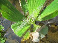 Pistia stratiotes L.