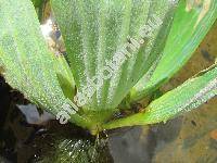 Pistia stratiotes L.