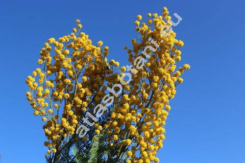 Acacia dealbata Link (Acacia decurrens)