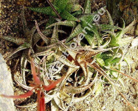 Aloe rauhii Reynolds (Guillaumia rauhii (Reynolds) Healt)