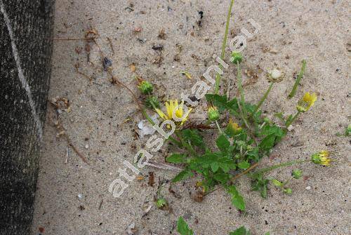 Arctotheca calendula (L.) Levyns (Arctotis speciosa Salisb., Cryptostemma calendula, Cynotis, Alloiozonium)