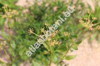 Angelica archangelica L. (Archangelica officinalis (Moench) Hoffm.)