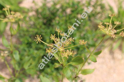 Angelica archangelica L. (Archangelica officinalis (Moench) Hoffm.)