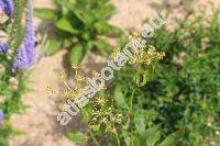 Angelica archangelica L. (Archangelica officinalis (Moench) Hoffm.)