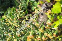 Artemisia dracunculus L. (Oligosporus dracunculus (L.) Pol.)