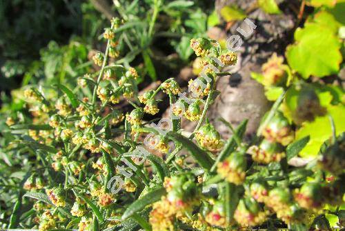 Artemisia dracunculus L. (Oligosporus dracunculus (L.) Pol.)