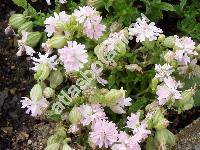 Silene 'Peach Blossom' (Silene pendula L.)