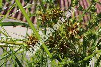 Cyperus alternifolius L.