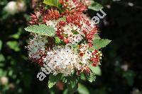 Physocarpus opulifolius (L.) Maxim. (Spiraea opulifolia L.)