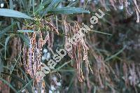 Acacia saligna (Acacia saligna (Lab.) Wendl. fil., Acacia cyanophylla Lindl)
