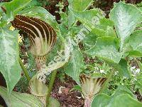 Arisaema triphyllum (Arisaema triphyllum L., Arisaema atrorubens (Ait.) Raf., Alocasia, Arum)