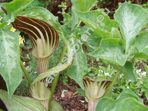 Arisaema triphyllum (Arisaema triphyllum L., Arisaema atrorubens (Ait.) Raf., Alocasia, Arum)