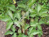 Arisaema triphyllum (Arisaema triphyllum L., Arisaema atrorubens (Ait.) Raf., Alocasia, Arum)