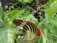 Arisaema triphyllum (Arisaema triphyllum L., Arisaema atrorubens (Ait.) Raf., Alocasia, Arum)