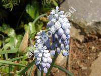 Muscari azureum (Hyacinthella azurea, Hyacinthus azureus, Bellevalia azurea)