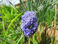 Muscari neglectum 'Blue Spike'