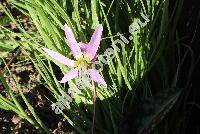 Erythronium dens-canis L.