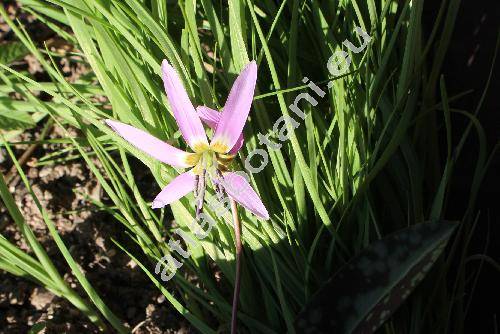 Erythronium dens-canis L.