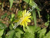 Crepis paludosa (L.) Moench (Hieracium paludosum L., Aracium attenuatum Opiz, Soyeria paludosa (L.) Gord.)