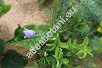 Campanula rotundifolia L.