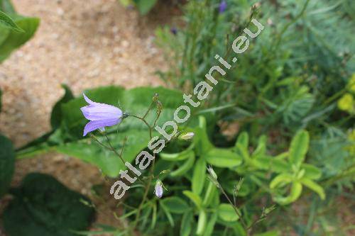 Campanula rotundifolia L.