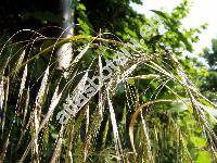 Bromus sterilis L. (Anisantha sterilis (L.) Nevski,   Ceratochloa, Bromopsis)