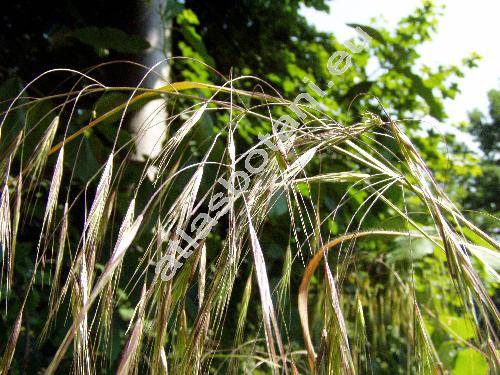 Bromus sterilis L. (Anisantha sterilis (L.) Nevski,   Ceratochloa, Bromopsis)