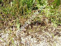 Bromus sterilis L. (Anisantha sterilis (L.) Nevski,   Ceratochloa, Bromopsis)