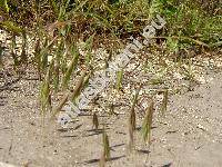 Bromus sterilis L. (Anisantha sterilis (L.) Nevski,   Ceratochloa, Bromopsis)