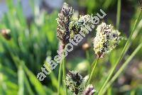 Sesleria heufleriana Schur