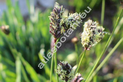 Sesleria heufleriana Schur