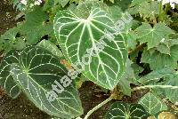 Anthurium crystallinum (Anthurium crystallinum Lind. et Andr)