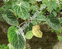 Anthurium crystallinum (Anthurium crystallinum Lind. et Andr)