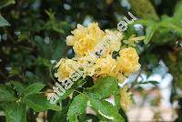 Rosa foetida var. persiana (Lem.) Rehd. (Rosa lutea persiana)