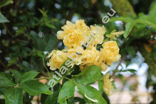 Rosa foetida var. persiana (Lem.) Rehd. (Rosa lutea persiana)