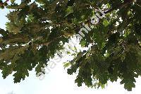 Quercus cerris L. (Querus echinata Salisb.)