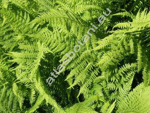 Athyrium filix-femina (L.) Roth (Asplenium filix-femina (L.) Bernh., Polypodium filix-femina L., Aspidium filix-femina (L.) Swartz)