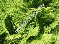 Athyrium filix-femina (L.) Roth (Asplenium filix-femina (L.) Bernh., Polypodium filix-femina L., Aspidium filix-femina (L.) Swartz)