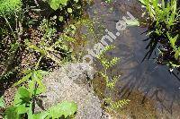 Cardamine impatiens L.