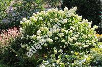 Hydrangea arborescens L. 'Grandiflora'