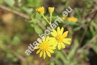 Senecio erraticus Bertol. (Jacobaea vulgaris Moench, Senecio barbaraeifolius Wimm. et Grad.)