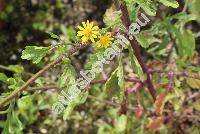 Senecio erraticus Bertol. (Jacobaea vulgaris Moench, Senecio barbaraeifolius Wimm. et Grad.)