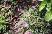 Dianthus sylvestris Wulf.