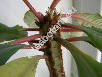 Euphorbia leuconeura (Euphorbia leuconeura Boiss., Tithymalus)
