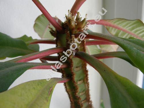Euphorbia leuconeura (Euphorbia leuconeura Boiss., Tithymalus)