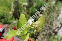 Tradescantia fluminensis Vell. (Tradescantia albiflora Kunth)